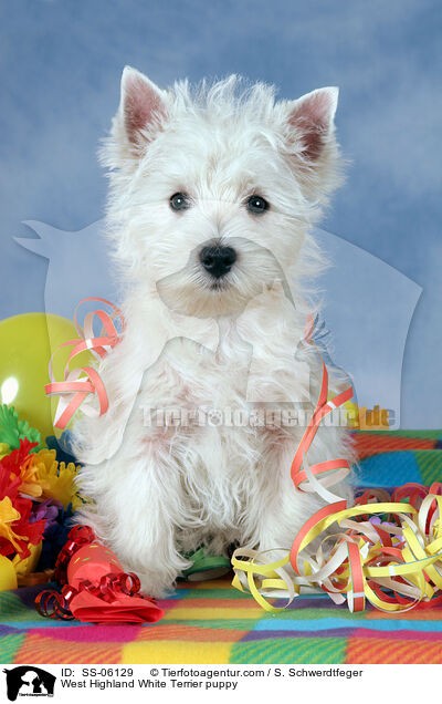 West Highland White Terrier Welpe / West Highland White Terrier puppy / SS-06129