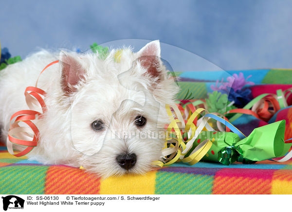 West Highland White Terrier Welpe / West Highland White Terrier puppy / SS-06130