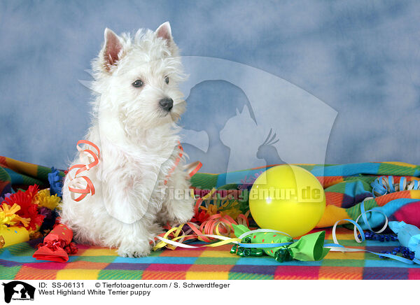 West Highland White Terrier Welpe / West Highland White Terrier puppy / SS-06131
