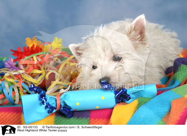 West Highland White Terrier Welpe / West Highland White Terrier puppy / SS-06133
