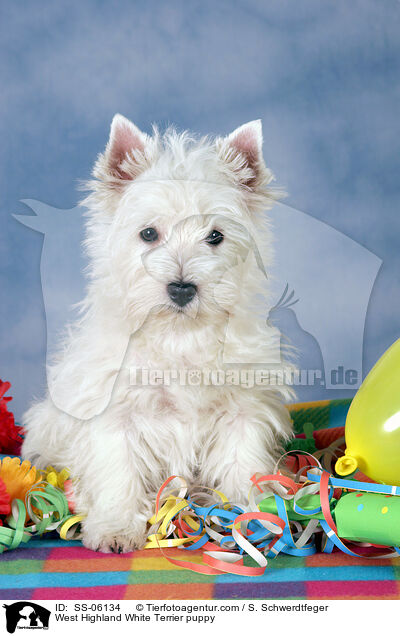West Highland White Terrier Welpe / West Highland White Terrier puppy / SS-06134