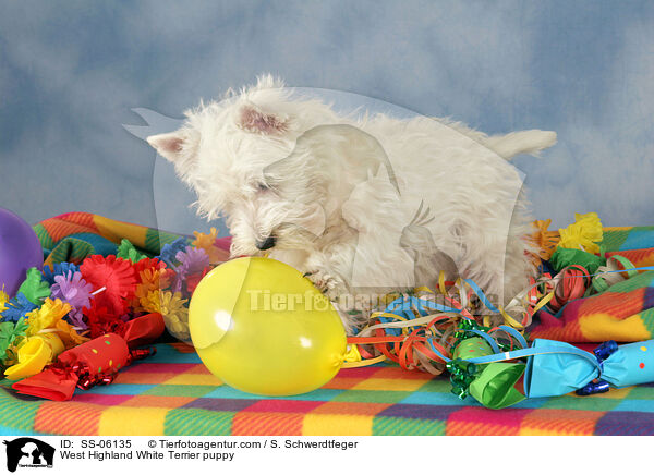 West Highland White Terrier Welpe / West Highland White Terrier puppy / SS-06135