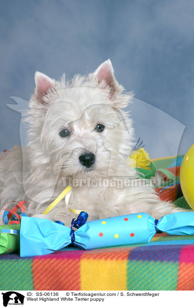 West Highland White Terrier Welpe / West Highland White Terrier puppy / SS-06136