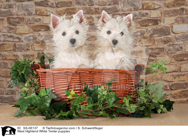 West Highland White Terrier / West Highland White Terrier puppies / SS-06137