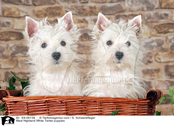 West Highland White Terrier Welpen / West Highland White Terrier puppies / SS-06138