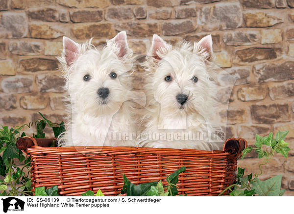 West Highland White Terrier Welpen / West Highland White Terrier puppies / SS-06139