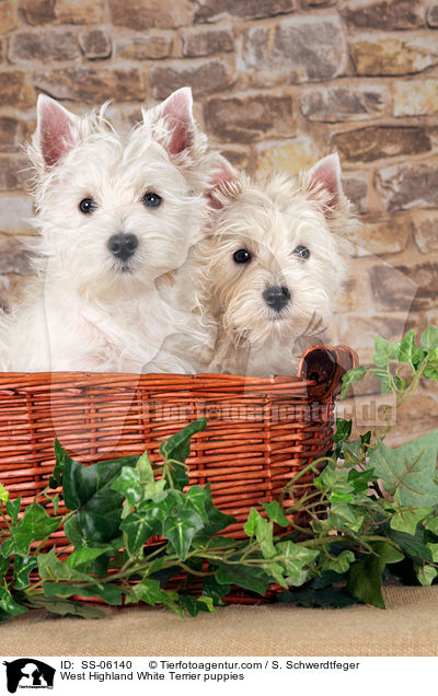 West Highland White Terrier Welpen / West Highland White Terrier puppies / SS-06140