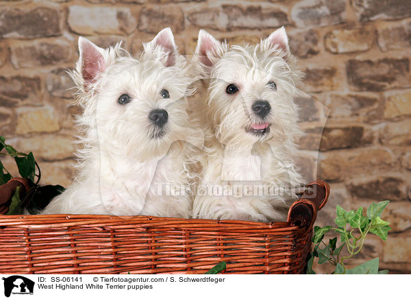 West Highland White Terrier Welpen / West Highland White Terrier puppies / SS-06141