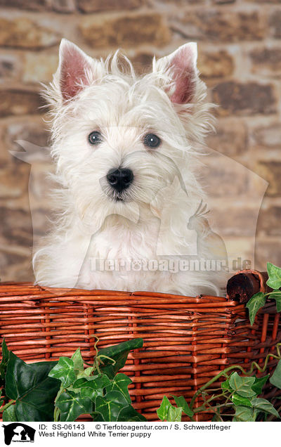 West Highland White Terrier Welpe / West Highland White Terrier puppy / SS-06143