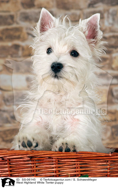 West Highland White Terrier Welpe / West Highland White Terrier puppy / SS-06145