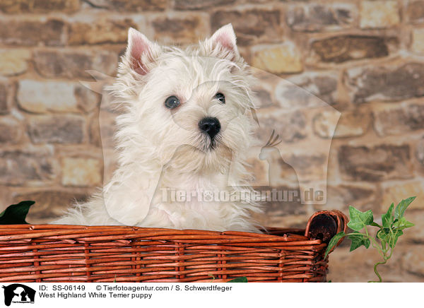 West Highland White Terrier Welpe / West Highland White Terrier puppy / SS-06149