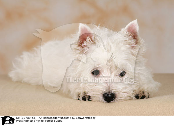 West Highland White Terrier Welpe / West Highland White Terrier puppy / SS-06153