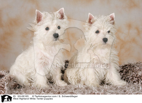 West Highland White Terrier Welpen / West Highland White Terrier puppies / SS-06165