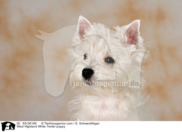 West Highland White Terrier Welpe / West Highland White Terrier puppy / SS-06166