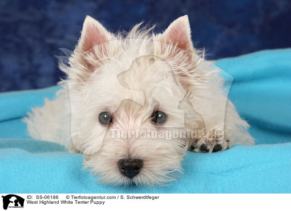 West Highland White Terrier Welpe / West Highland White Terrier Puppy / SS-06186
