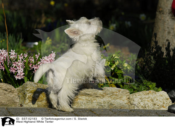 West Highland White Terrier / West Highland White Terrier / SST-02183