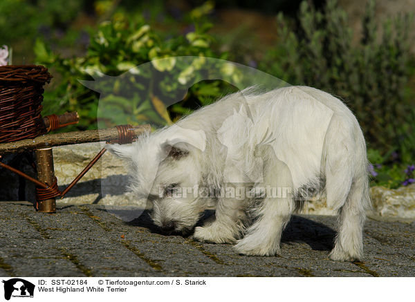 West Highland White Terrier / West Highland White Terrier / SST-02184