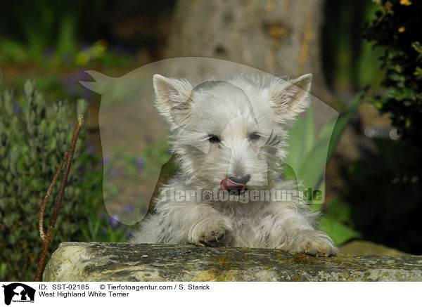 West Highland White Terrier / West Highland White Terrier / SST-02185