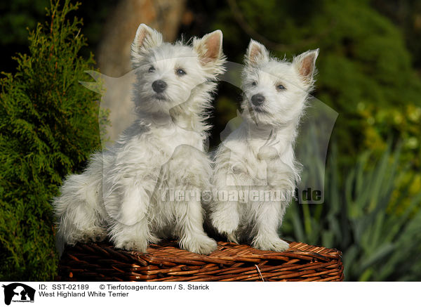 West Highland White Terrier / West Highland White Terrier / SST-02189