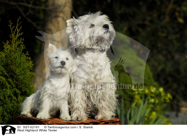 West Highland White Terrier / West Highland White Terrier / SST-02191
