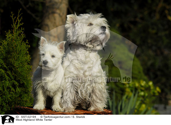 West Highland White Terrier / West Highland White Terrier / SST-02194