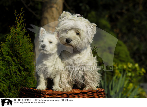 West Highland White Terrier / West Highland White Terrier / SST-02195