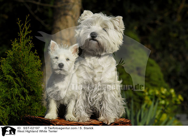 West Highland White Terrier / SST-02197