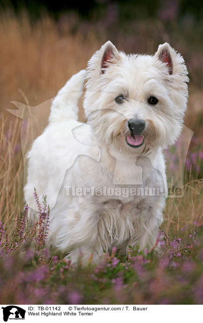 West Highland White Terrier / West Highland White Terrier / TB-01142