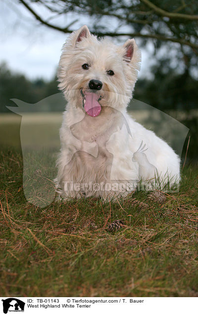 West Highland White Terrier / TB-01143