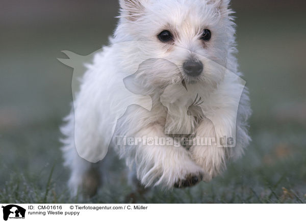 rennender West Highland White Terrier Welpe / running Westie puppy / CM-01616