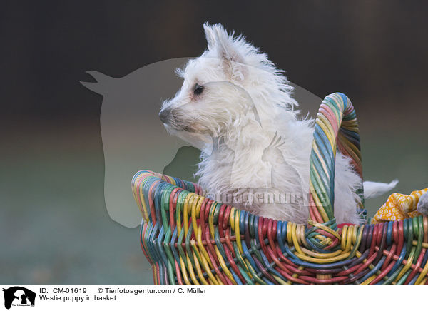 West Highland White Terrier Welpe im K�rbchen / Westie puppy in basket / CM-01619