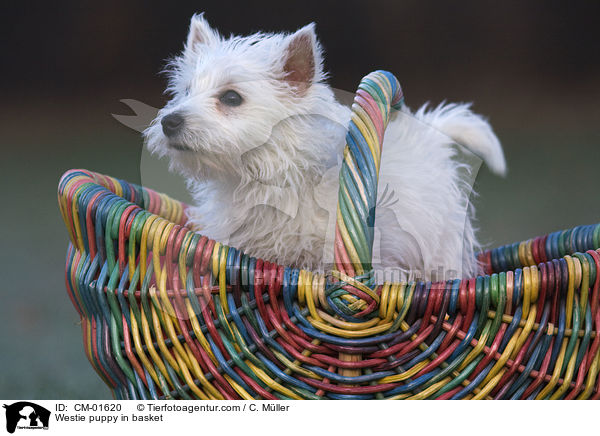 West Highland White Terrier Welpe im K�rbchen / Westie puppy in basket / CM-01620