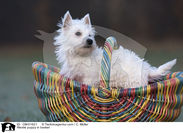 West Highland White Terrier Welpe im Krbchen / Westie puppy in basket / CM-01621