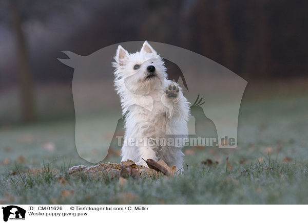 West Highland White Terrier Welpe gibt Pftchen / Westie puppy giving paw / CM-01626