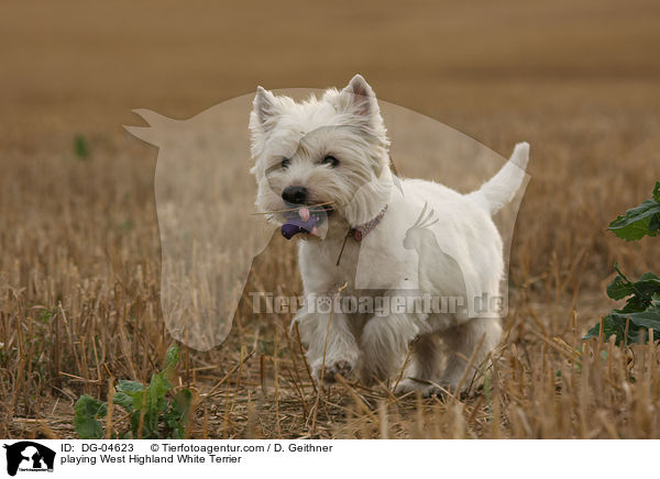spielender West Highland White Terrier / playing West Highland White Terrier / DG-04623