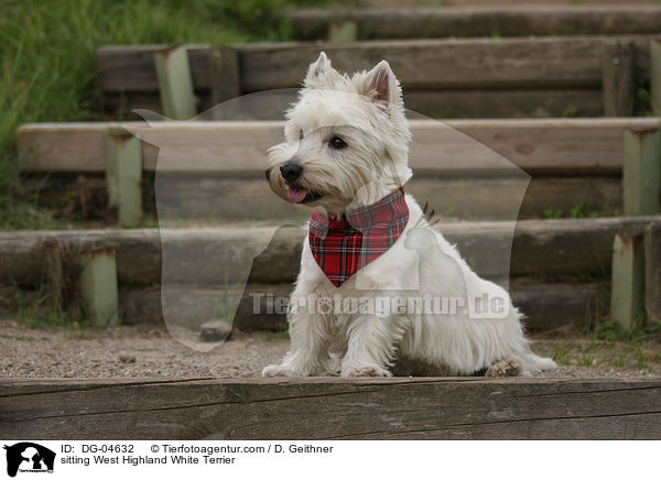 sitzender West Highland White Terrier / sitting West Highland White Terrier / DG-04632
