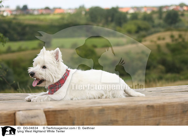 liegender West Highland White Terrier / lying West Highland White Terrier / DG-04634