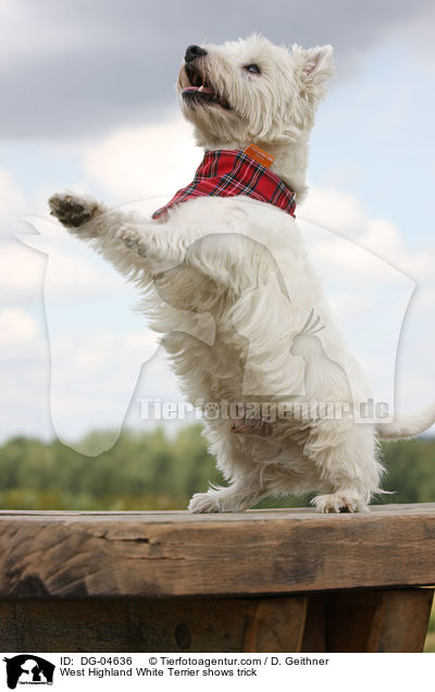 West Highland White Terrier macht Mnnchen / West Highland White Terrier shows trick / DG-04636