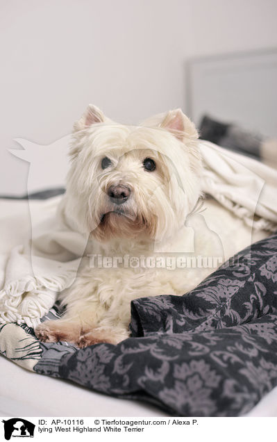 West Highland White Terrier liegt im Bett / lying West Highland White Terrier / AP-10116