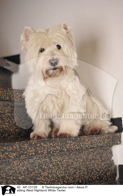 sitzender West Highland White Terrier / sitting West Highland White Terrier / AP-10126