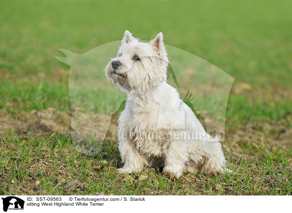 sitzender West Highland White Terrier / sitting West Highland White Terrier / SST-09563