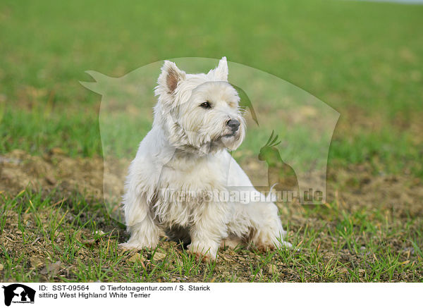 sitzender West Highland White Terrier / sitting West Highland White Terrier / SST-09564