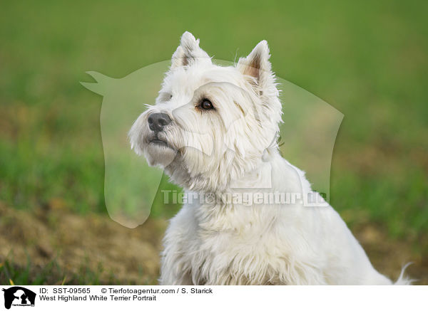 West Highland White Terrier Portrait / West Highland White Terrier Portrait / SST-09565