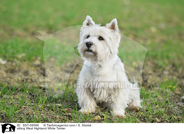 sitzender West Highland White Terrier / sitting West Highland White Terrier / SST-09566