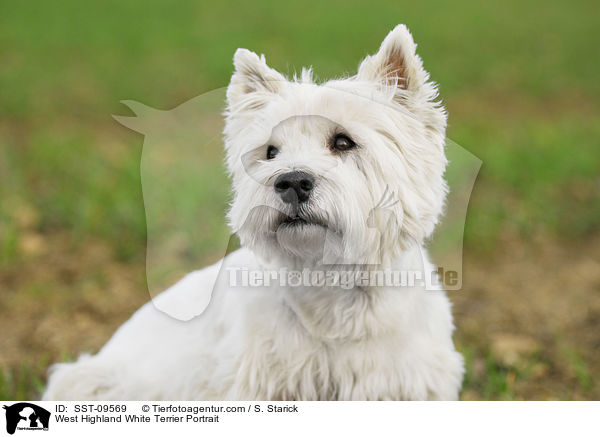West Highland White Terrier Portrait / West Highland White Terrier Portrait / SST-09569