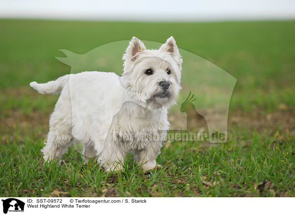 West Highland White Terrier / West Highland White Terrier / SST-09572