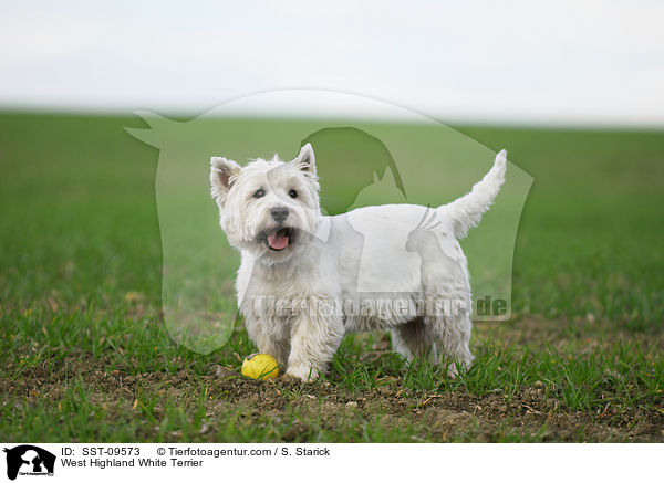 West Highland White Terrier / West Highland White Terrier / SST-09573