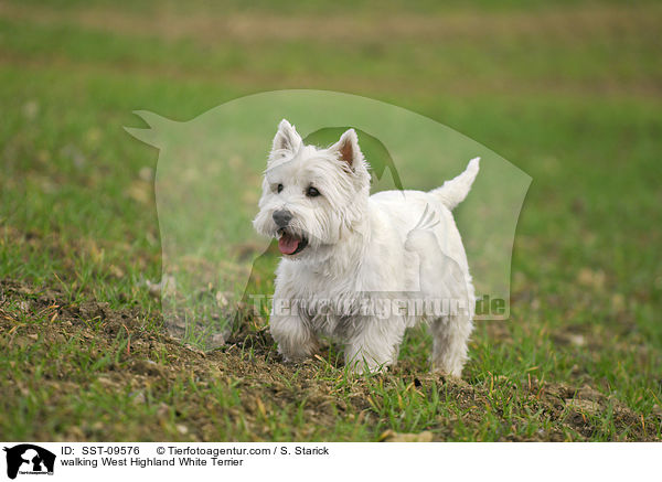 laufender West Highland White Terrier / walking West Highland White Terrier / SST-09576
