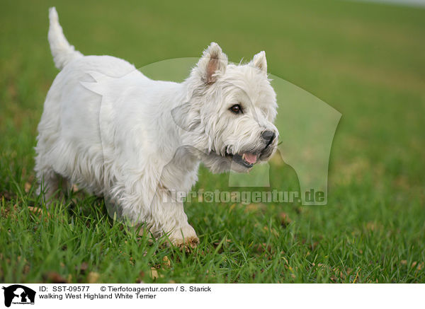 laufender West Highland White Terrier / walking West Highland White Terrier / SST-09577