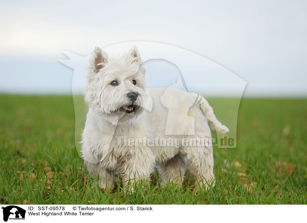 West Highland White Terrier / West Highland White Terrier / SST-09578